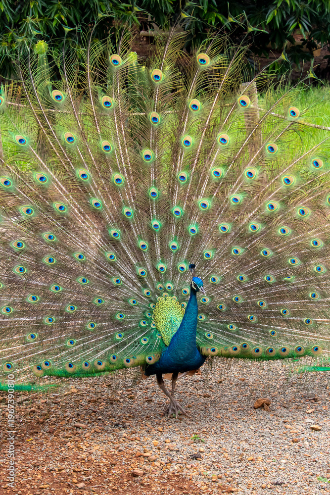 Obraz premium peacock with feathers
