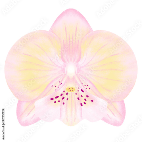 Delicate Pink and Yellow Orchid Illustration