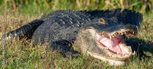 Photography American Alligator with Open Mouth Showing Teeth in Natural Wetland Habitat