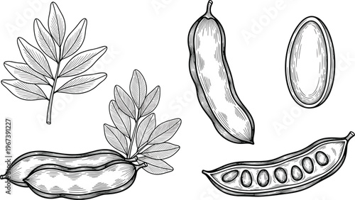 Cacao Plant and Bean Illustration Set Featuring Pods, Leaves, and Seeds for Organic, Botanical, and Nature Designs