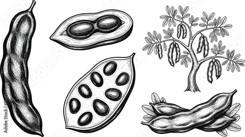 Vintage Cacao Plant and Bean Illustration Set Featuring Pods, Seeds, and Tree for Organic and Botanical Designs