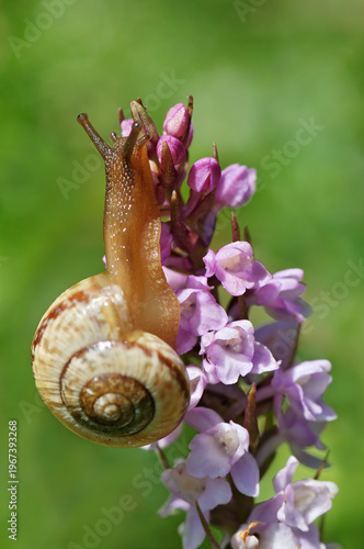 Cuadro en lienzo Land snail