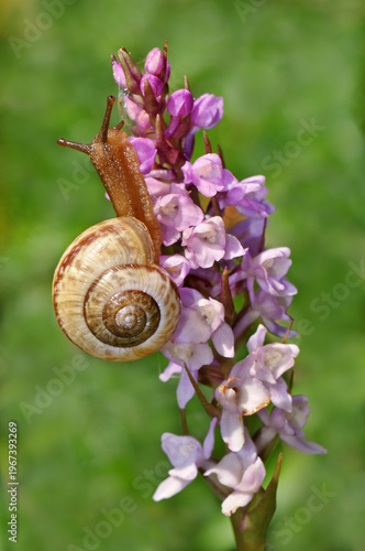 Cuadro en lienzo Land snail