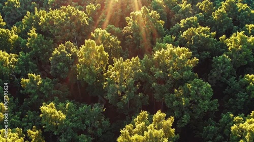 Sunlight streams through the canopy of a lush green forest, viewed from above.