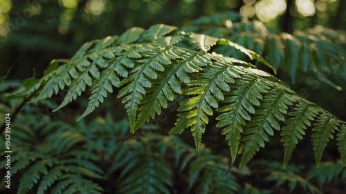 A close-up shot of a vibrant green fern frond unfurling in the dappled sunlight of a forest.