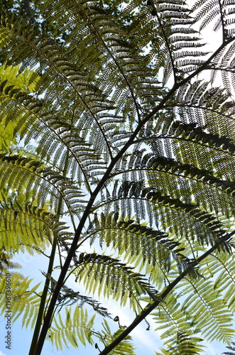 Liście paproci drzewiastej (Cyathea sp.) na tle nieba, tropikalna roślinność