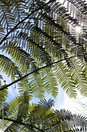 Liście paproci drzewiastej (Cyathea sp.) na tle nieba, tropikalna roślinność