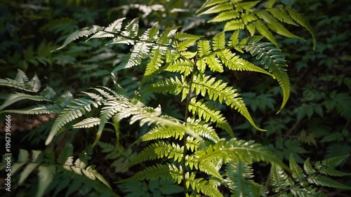 Sunlight filtering through lush green fern fronds in a shaded forest setting.