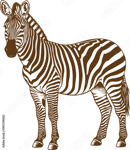 A stylized zebra standing with distinctive black and white stripes on a plain background Vector, illustration