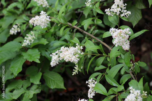 In the spring in nature, ordinary privet (ligustrum vulgare) blooms