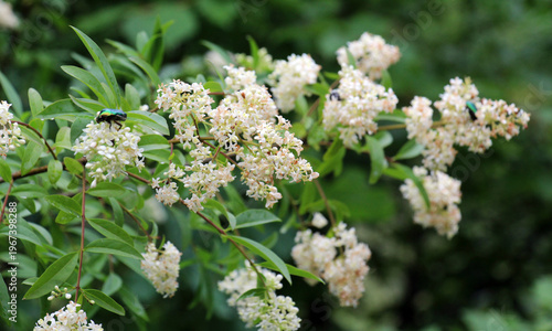 In the spring in nature, ordinary privet (ligustrum vulgare) blooms