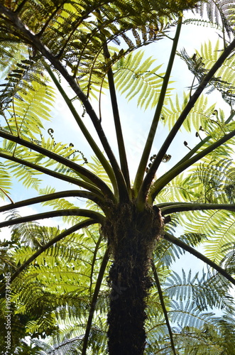 Paproć drzewiasta (Cyathea sp.) widziana od dołu, tropikalny ogród w Funchal (Madeira, Portugal)
