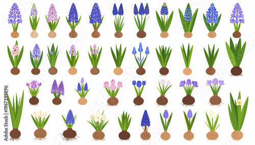 Variety of Tulips and Other Spring Flowers.