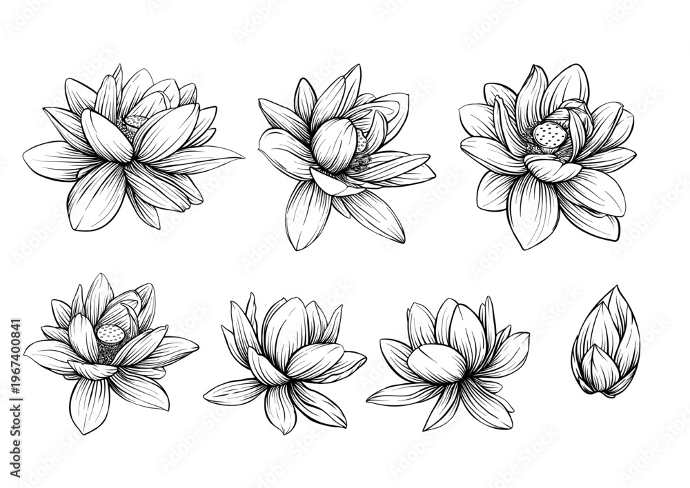 Obraz premium Lotus flower botanical set. Hand drawn floral collection with blooms buds leaves and lily pads for decorative design textile wallpaper wedding print art yoga and meditation projects.