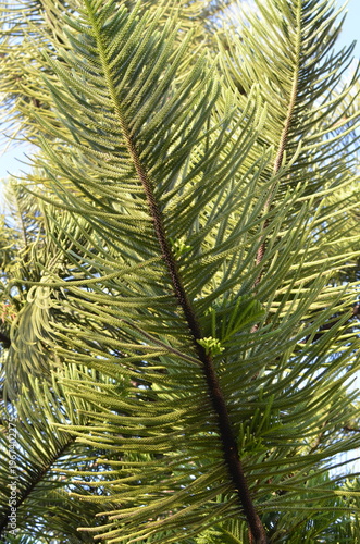 Araukaria wyniosła (Araucaria heterophylla) na tle nieba, egzotyczne drzewo iglaste