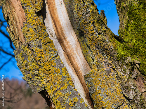 Close view of damaged tree bark covered with yellow lichen and moss in Yorkshire UK, with bright natural detail and rugged woodland texture