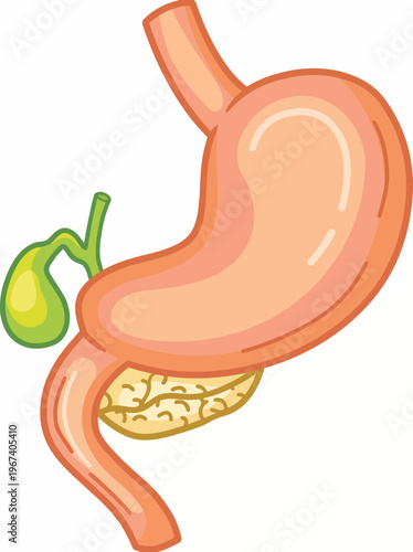 An illustration presenting a colorful depiction of human anatomy, highlighting the stomach and gallbladder in a playful and educational style, focusing on health awareness.