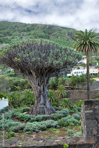 Dragon tree in Icod de los Vinos - Tenerife's volcano  rural place, Canaries, Spain
