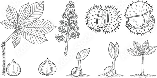 Chestnut Tree Botanical Illustration Set with Leaves, Seeds, Sprouting Stages, and Hand Drawn Nature Elements for Plant Growth Design