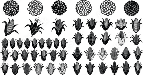 Corn icon and engraving set. Vintage maize variations with detailed line art. Retro agriculture collection. Organic cereal crop elements for farming, packaging and design use.