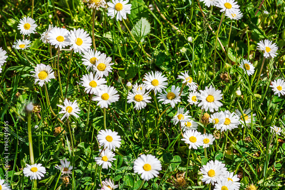 Fototapeta premium Nature scene with blooming bellis perennis, commonly known as the white daisy