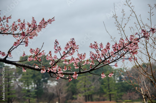 Pink sakura blossoms in the Imperial Palace gardens