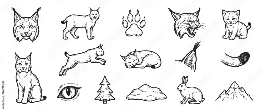 Fototapeta premium Collection of hand-drawn lynx illustrations in various poses and expressions, including a cub, paw print, and other elements