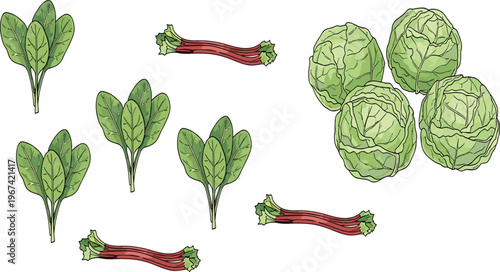 Green leafy vegetable collection with spinach rhubarb stalks and cabbage heads fresh organic food vector illustration set isolated on white background