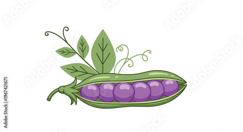A single open green pea pod with seven purple peas is accompanied by green leaves and tendrils on a white background.