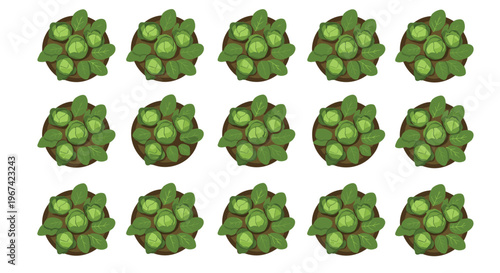 Fifteen individual Brussels sprout plants with green heads and leaves are arranged in circular soil patches on a white background.