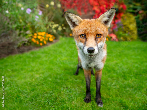 Foto Portrait of a curious red fox standing on a green grass in urban garden