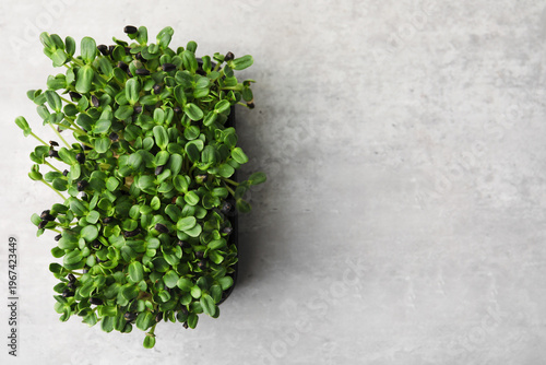 Fresh microgreens on grey table, top view. Space for text