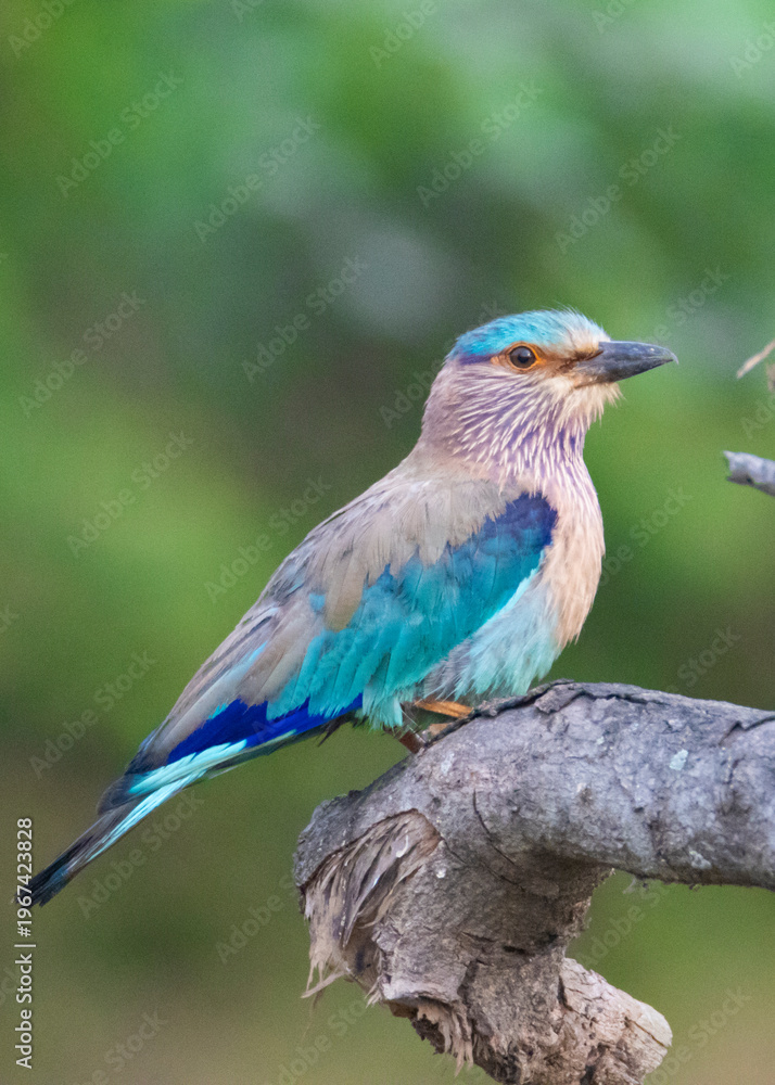 Obraz premium Indian Roller Sitting on Wood Log in Natural Light