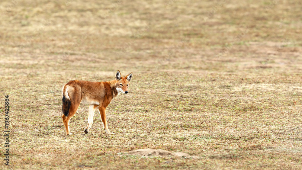 Naklejka premium Rare endangered Ethiopian Wolf (Canis simensis) foraging in highland grasslands