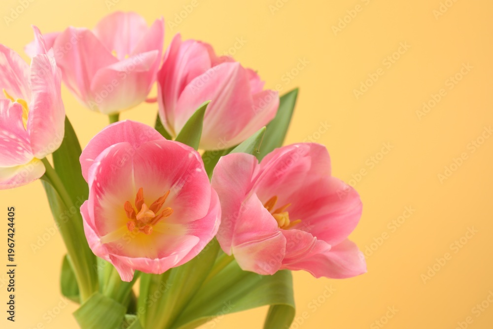 Obraz premium Beautiful pink tulips on pale yellow background, closeup. Space for text