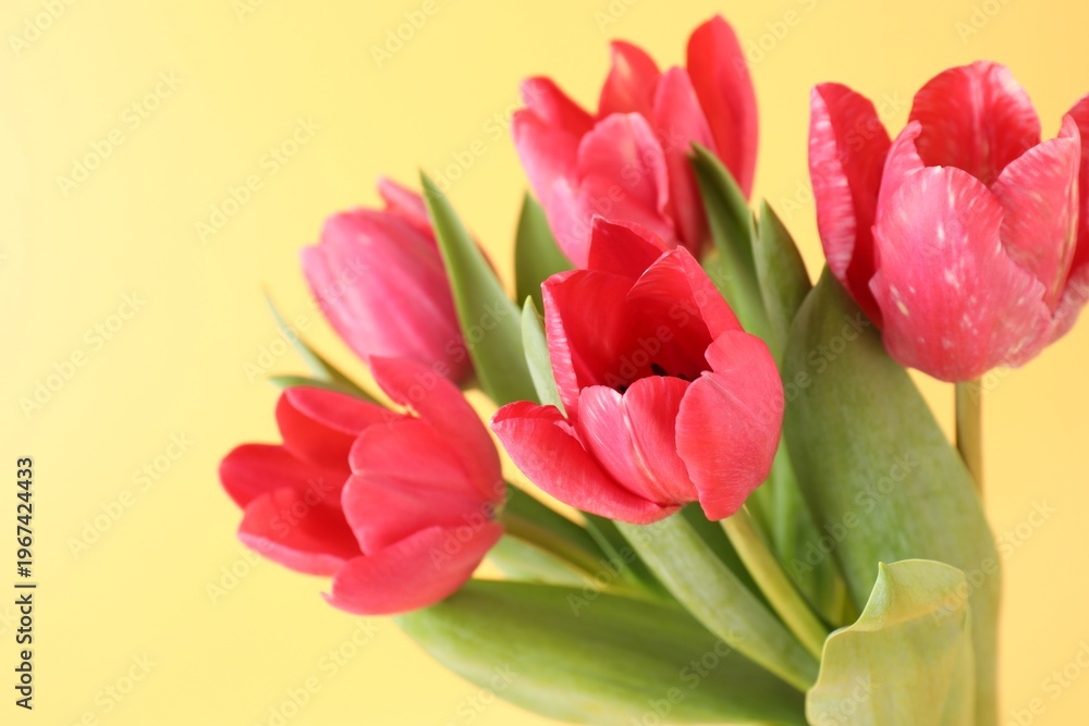 Obraz premium Beautiful pink tulips on pale yellow background, closeup