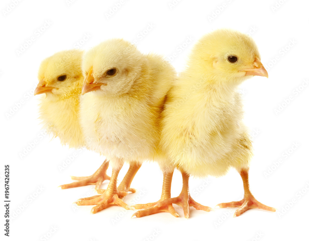Fototapeta premium Cute yellow chicks on white background. Baby animals