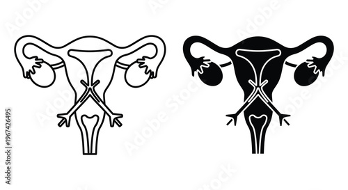 Female reproductive system illustration detailed anatomy with contrasting views silhouette