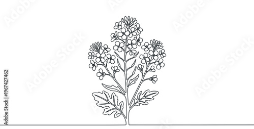 Delicate black line art drawing of a flowering mustard plant with multiple blossoms and leaves, rendered in a continuous stroke style
