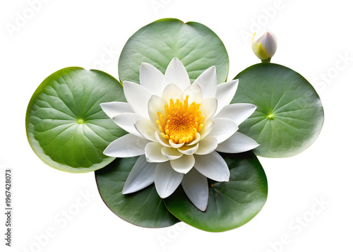 Top view of white lotus flower and three water lily pads on a transparent background