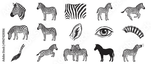 Collection of hand-drawn zebra illustrations and details, featuring various poses and striped patterns in black and white