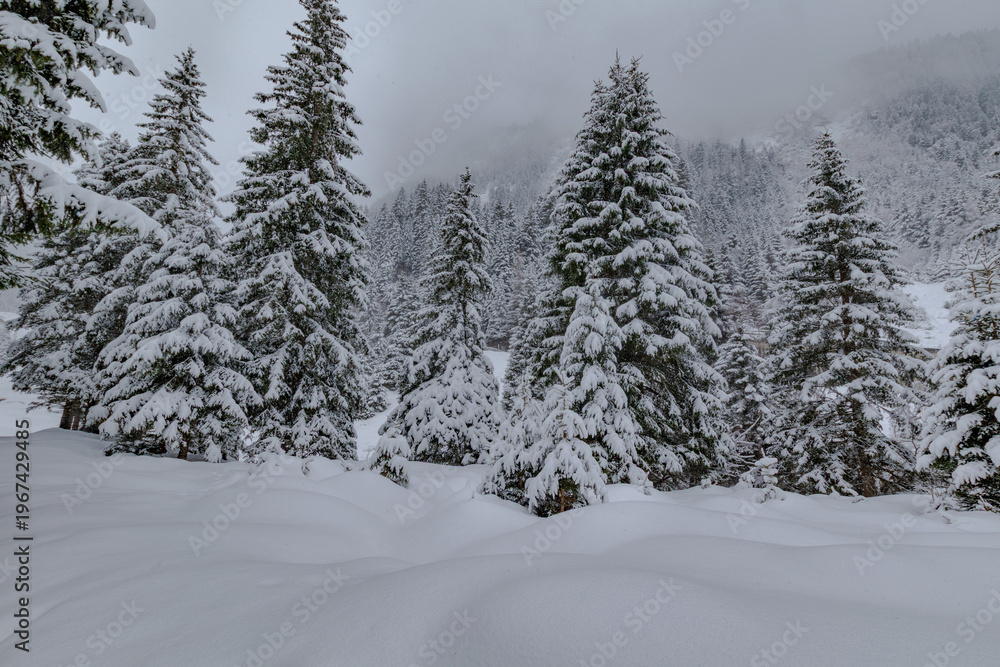 Fototapeta premium Snow covered pine trees in Stubai Valley with calm alpine winter landscape and fresh snowfall