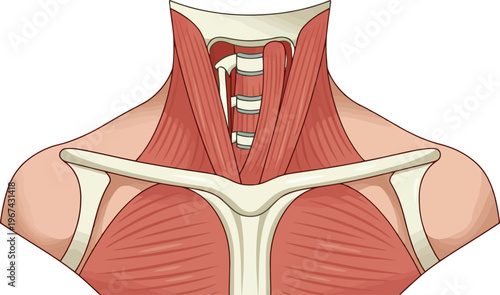 Human neck anatomy vector illustration, detailed cervical muscles and clavicle bone structure, medical diagram of throat and shoulder musculature