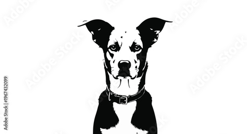 Black and white dog with collar looking forward