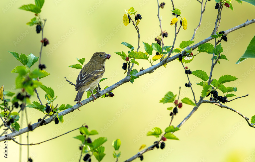 Fototapeta premium Common rosefinch feeding on ripe mulberries perched within lush green natural habitat
