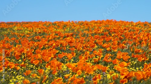 Wallpaper Mural Slow motion shot of wildflower super bloom at Antelope Valley in Lancaster, California, USA Torontodigital.ca