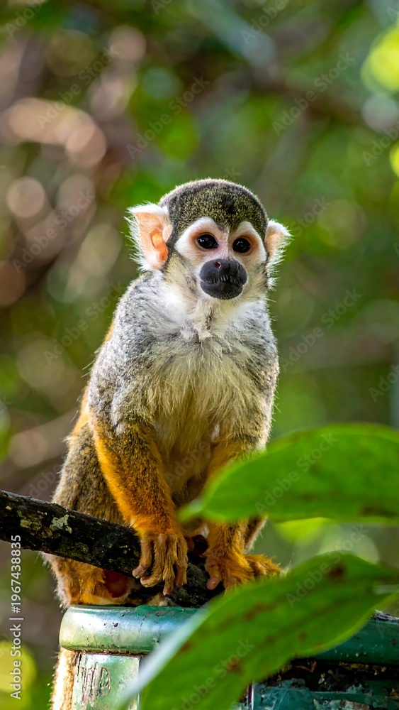 Fototapeta premium Squirrel monkey sitting on branch outdoors.