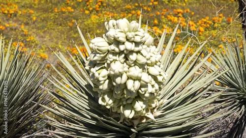 Wallpaper Mural Slow motion shot of Joshua Tree wildflower super bloom at Antelope Valley in Lancaster, California, USA Torontodigital.ca