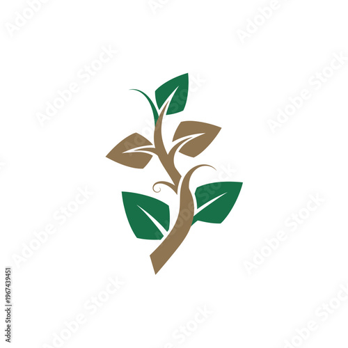 Elegant plant illustration with green leaves and brown stem on white background.