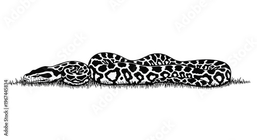 Black and white illustration of a large python snake resting on the grass
